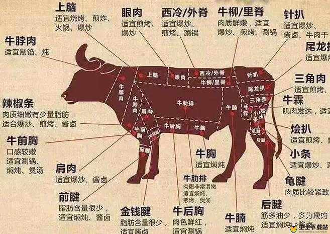 牛百叶是牛的什么部位：深入探究其在牛身体中的具体位置